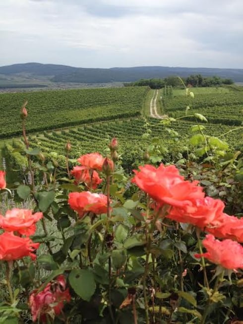Cesta ruža  vina